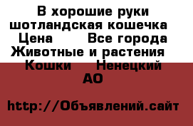 В хорошие руки шотландская кошечка › Цена ­ 7 - Все города Животные и растения » Кошки   . Ненецкий АО